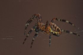 2011_0423_Macro_0010_LRw6.JPG