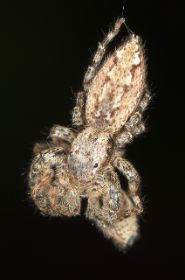 2011_0602_Macro_0013_LRw6.JPG