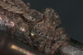 2011_0602_Macro_0032_LRw6.JPG