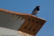 2008_0630_IJsland2_365.jpg