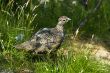 2008_0630_IJsland2_466.jpg
