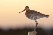 2011_0608_MidDelfland_0122_LRw6.JPG