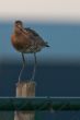 2011_0608_MidDelfland_0092_LRw6-2.JPG