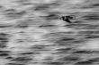2011_0608_MidDelfland_0006_LRw6.JPG