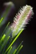 2007_0907_Dichtbij028_bloem.jpg