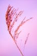 2008_0410_Dichtbij_001_riet.jpg