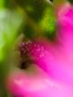 2011_0514_Bloemen_0014_LRw6-3.JPG