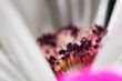 2011_0514_Bloemen_0017_LRw6.JPG