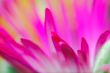 2011_0514_Bloemen_0029_LRw6.JPG