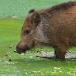 2010_0810_Veluwe_Nature_0024_LRw6.JPG