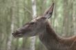 2011_0613_Broekpolder_0031_LRw6.JPG
