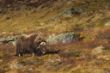 2011_0924_Dovrefjell_0054_LRw.JPG