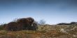 2011_0924_Dovrefjell_0063_LRw.JPG