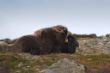 2011_0924_Dovrefjell_0071_LRw.JPG
