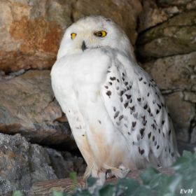2010_0715_Frankrijk_zoo_0045_LRw6.JPG