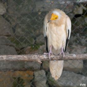 2010_0715_Frankrijk_zoo_0047_LRw6.JPG