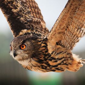 2012_0503_Blijdorp_0156_LRw.JPG