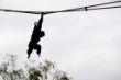 2011_0724_BurgersZoo_0287_LRw.JPG